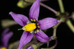 Climbing nightshade